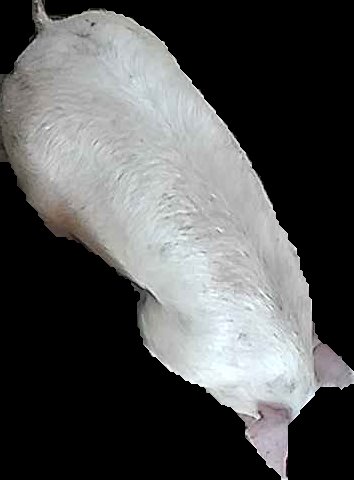 Crop