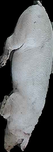 Crop