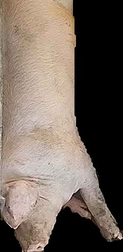 Crop