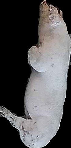 Crop