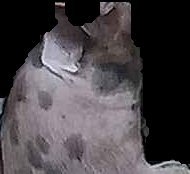 Crop
