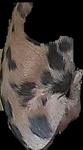 Crop