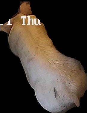 Crop