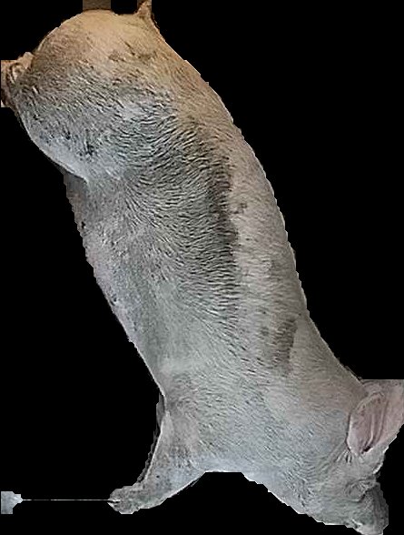 Crop