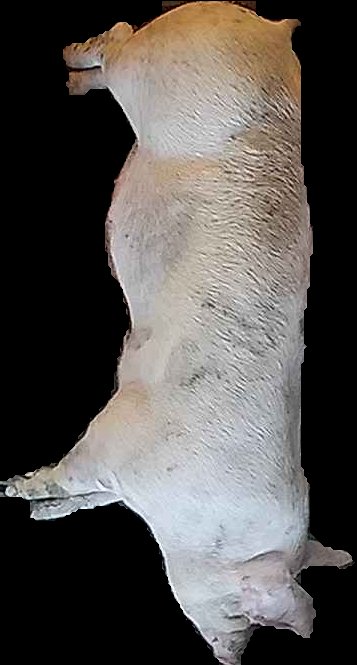 Crop
