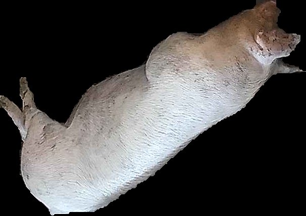 Crop