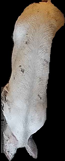 Crop