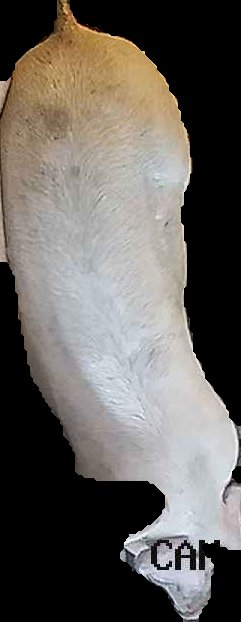 Crop