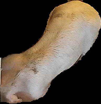 Crop