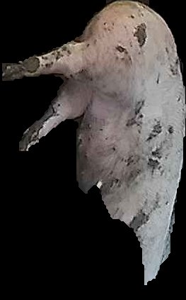 Crop