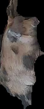 Crop