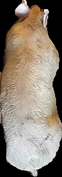 Crop