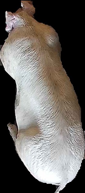 Crop