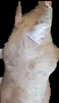 Crop