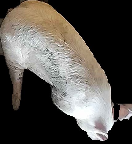 Crop