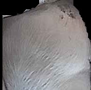 Crop