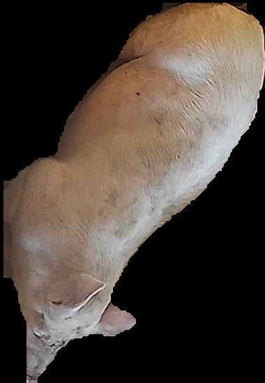 Crop