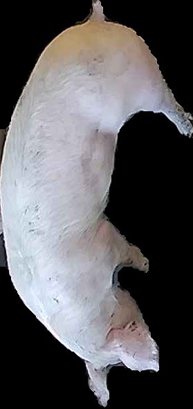 Crop