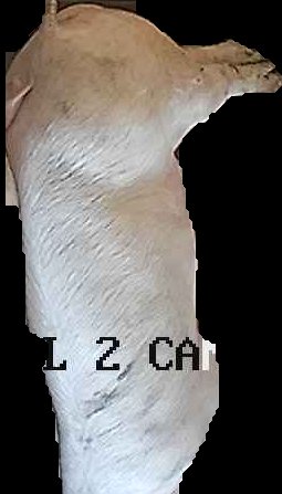 Crop