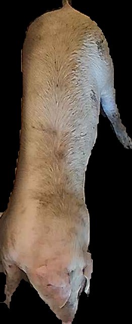 Crop