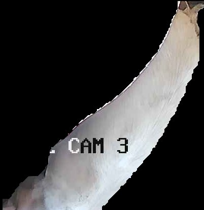 Crop