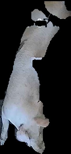Crop