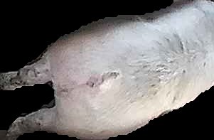 Crop