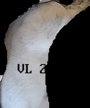 Crop