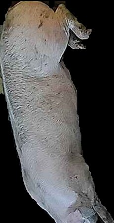 Crop