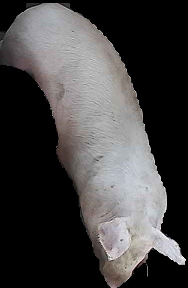 Crop