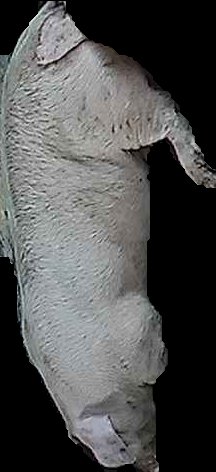 Crop