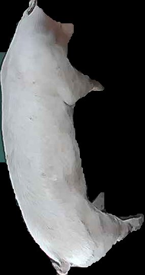Crop