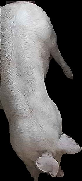 Crop