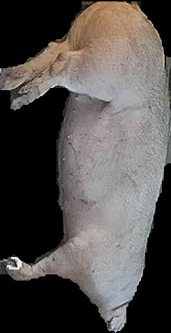 Crop