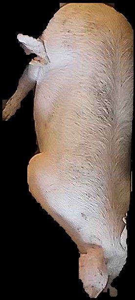 Crop