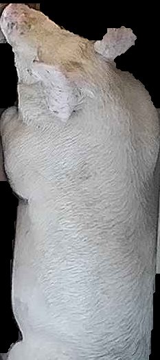 Crop