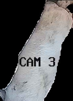 Crop