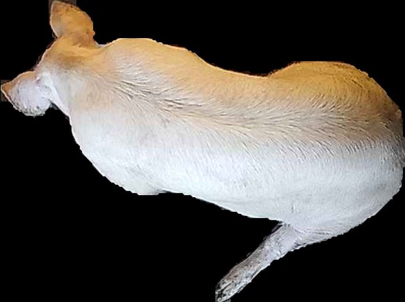 Crop