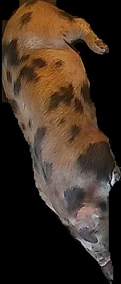 Crop
