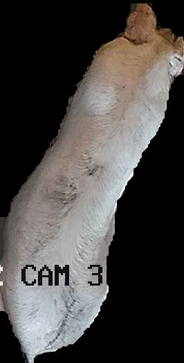 Crop