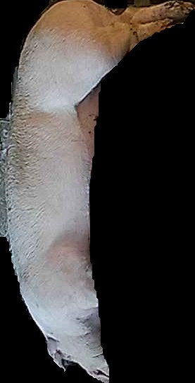 Crop