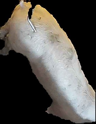Crop