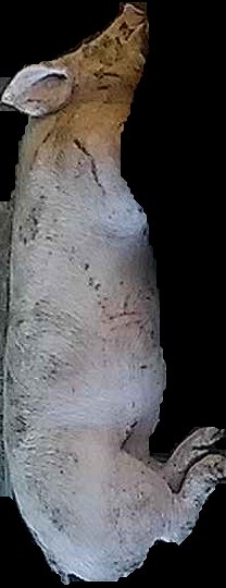 Crop