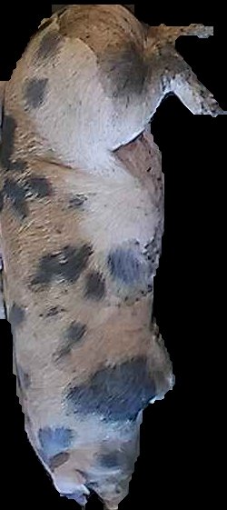 Crop