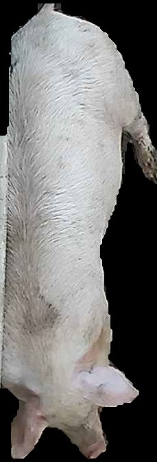 Crop