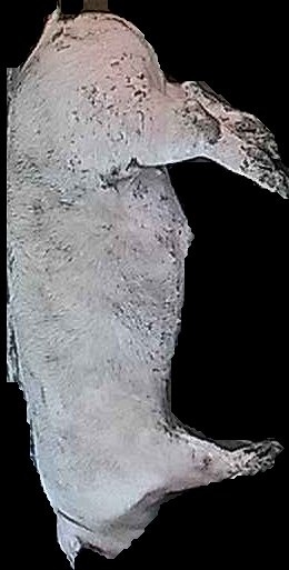 Crop