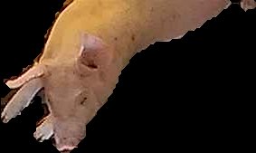 Crop