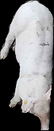 Crop