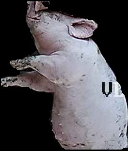 Crop