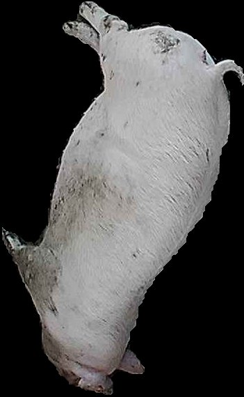 Crop